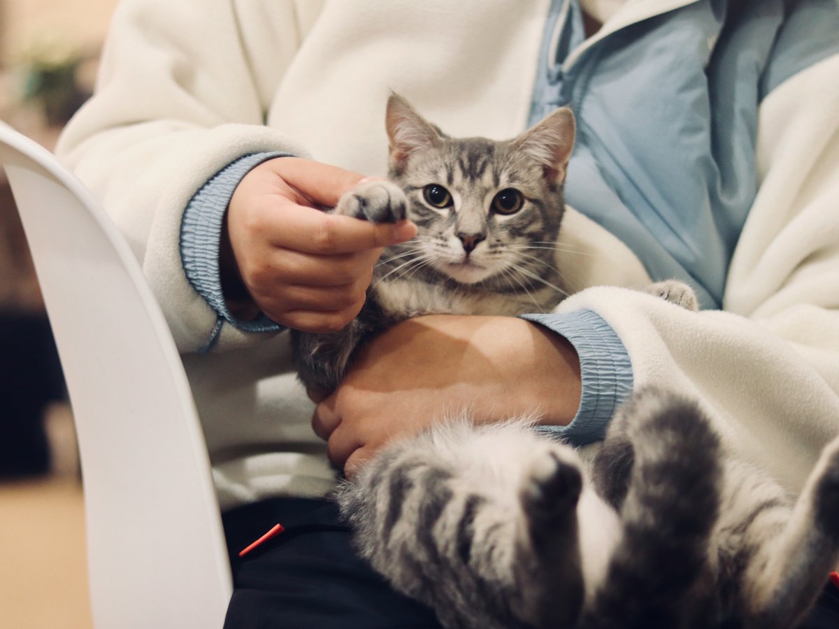 보호자의 무릎에 안긴 고등어 무늬 고양이