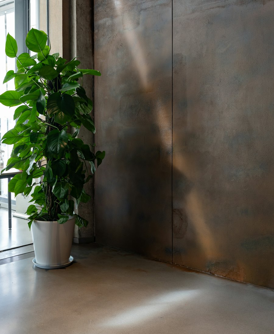 日差しが当たる壁のそばの鉢植え