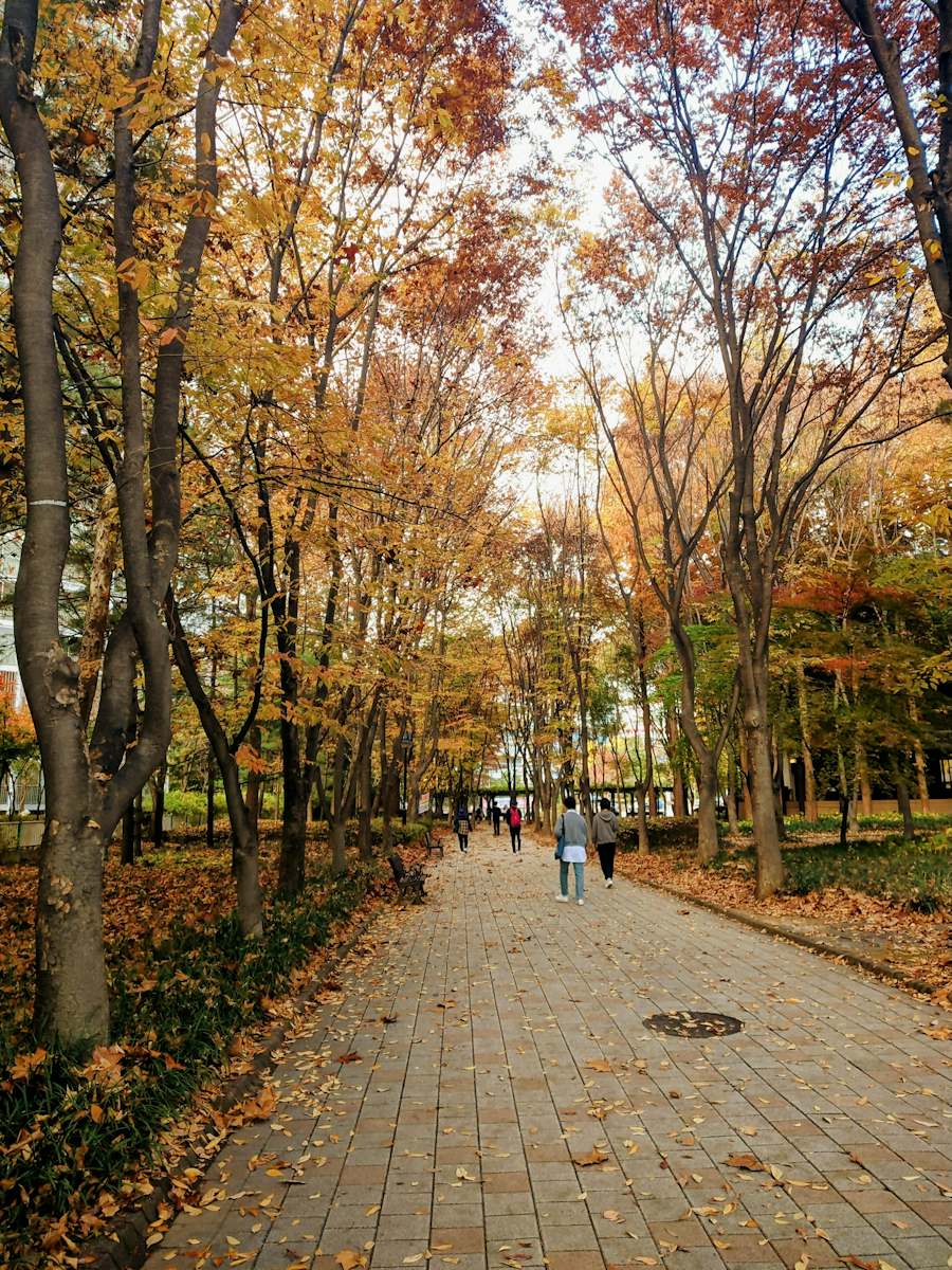 낙엽이 깔린 단풍 가로수길